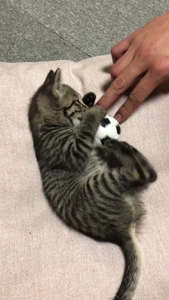 サッカー選手だｗｗｗ日本も応援してくれている猫が可愛すぎｗ