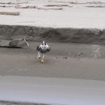 まだまだ警戒心が少ない子供のはやぶさwヨチヨチ歩きが可愛すぎ!