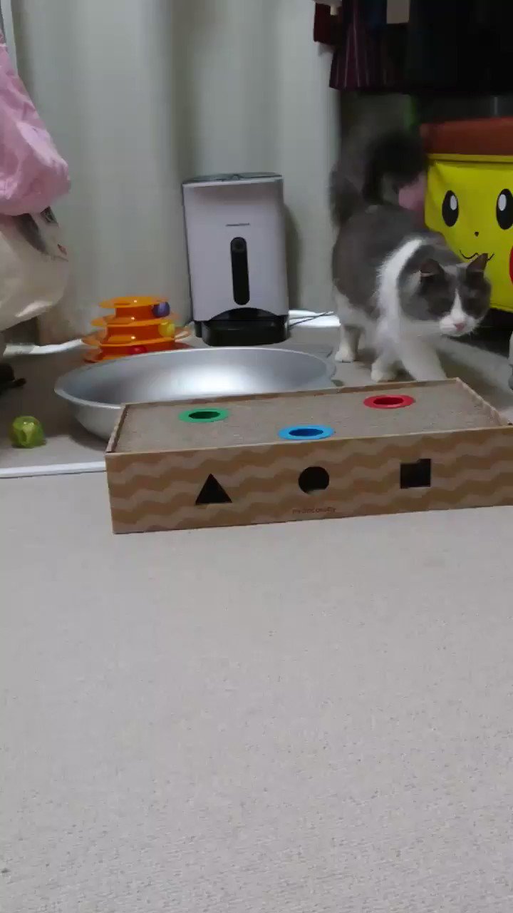 いーくん うちの猫が自動給餌器からカリカリ出そうと助走つけて体当たりしてて飼い主は引いてる T Co Imawdeawjk Twitter