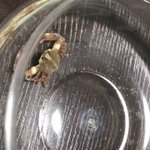 全力で食べてるw貝を食べるカニの可愛さに悶絶w