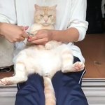 この太々しさｗ爪を切られても全く動じない猫がすごい!