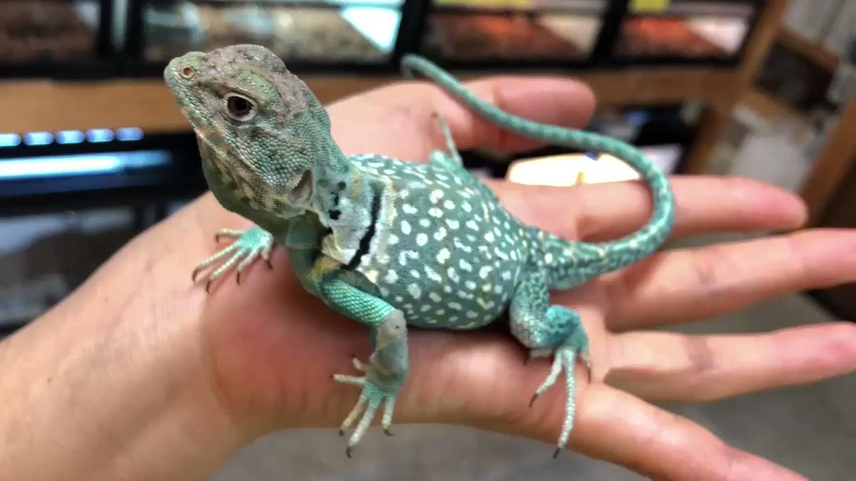 爬虫類倶楽部 大宮店 クビワトカゲ 青 い このサイズで大人なので飼いやすい 扉を開けると手に勝手に乗ってくるフレンドリーさ そしてどっかにジャンプしてく気ままさ T Co Rtqswpz4sc Twitter