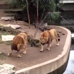 猛獣の王様ライオン!おっちょこちょいなとこあるんだな!