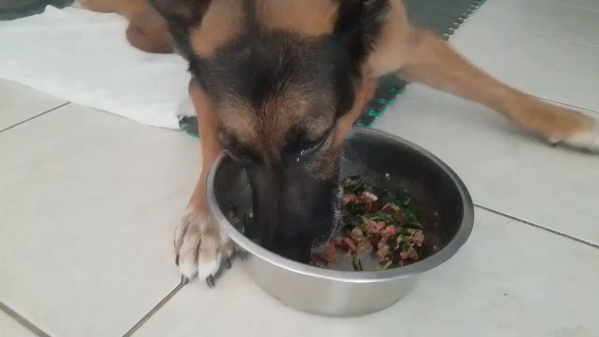 Neko LOVES his custom GSD raw food 😊🐕🐾 Neko needs your support. Please donate and follow his story at:

https://t.co/Q5fyIUix0B

#NekoGSD #SavingNeko #SylvestersHaven #gsdlove #rescuedogs