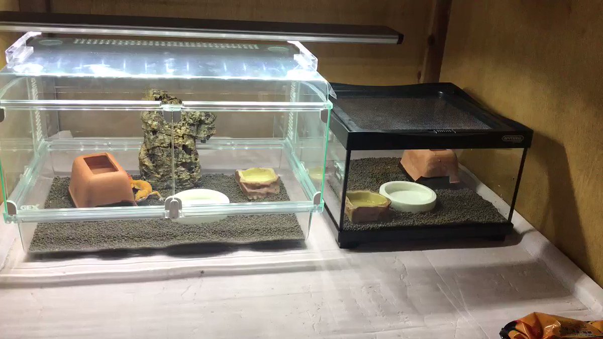 グラスハーモニー450プラス 飼育セット ハムスター レオパ グラスハーモニー450プラス 飼育セット ハムスター レオパ