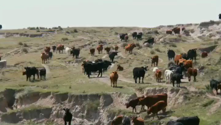 The Real Mike Rowe (@mikeroweworks) on Twitter photo 2018-07-07 20:47:06 On tonights show, Ill introduce you to a guy who woke up one day and decided he wanted to be a #cowboy. And then, became one. Ill also show you how impossible it is to shoot a cattle drive. 8pm ET on TBN #SomebodysGottaDoIt #newepisode #tonight @TBN On tonights show, Ill introduce you to a guy who woke up one day and decided he wanted to be a #cowboy. And then, became one. Ill also show you how impossible it is to shoot a cattle drive. 8pm ET on TBN #SomebodysGottaDoIt #newepisode #tonight @TBN