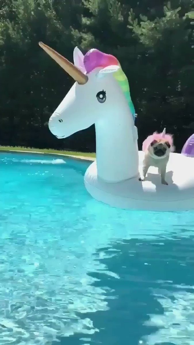 pugicorn teddy