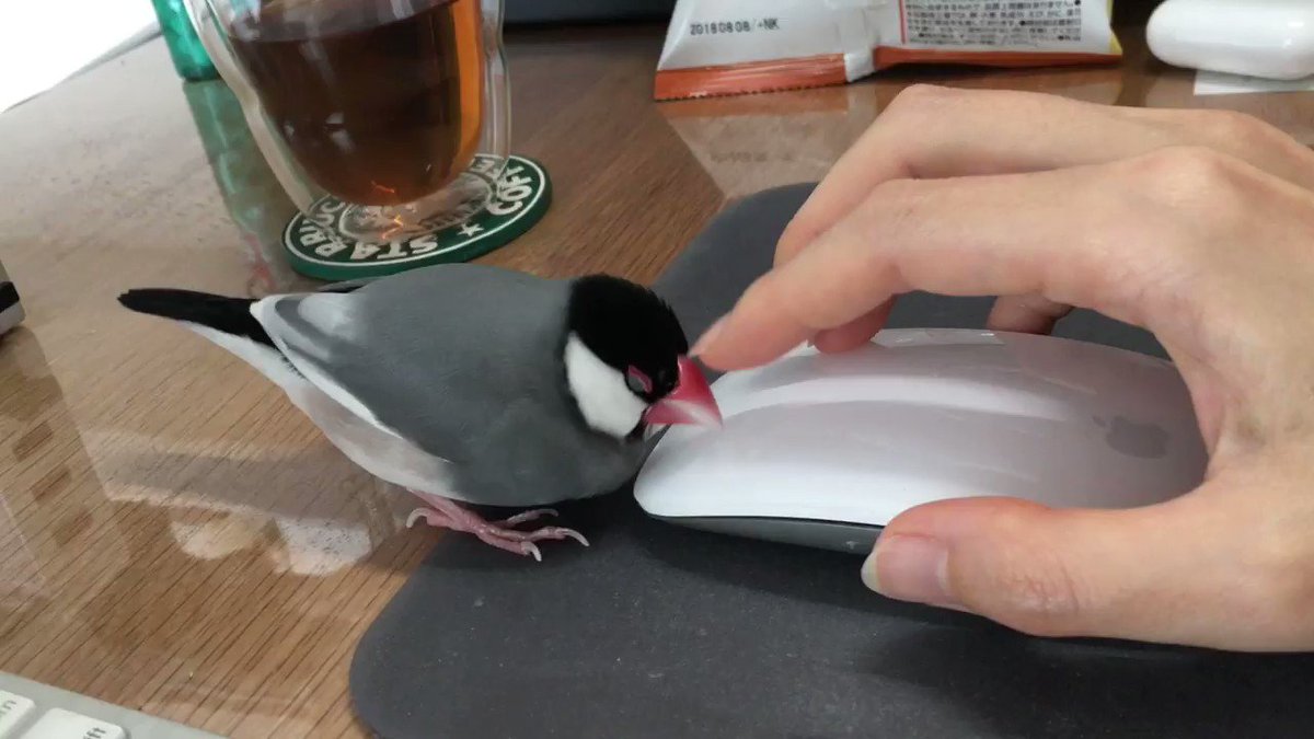 文鳥かわいい 話題の画像がわかるサイト 文鳥かわいい 話題の画像がわかるサイト