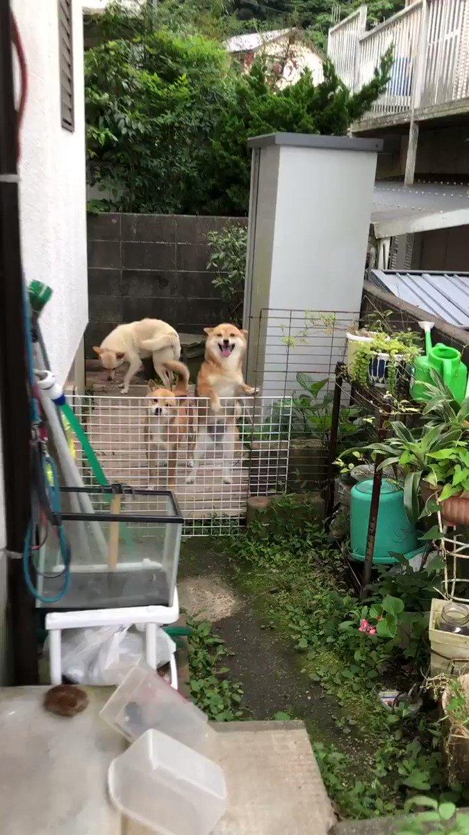 いつもお迎えにきてくれる犬がかわいすぎ しっぽ振りながら出迎えるかわいいわんこ 話題の画像プラス