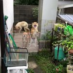 いつもお迎えにきてくれる犬がかわいすぎ!しっぽ振りながら出迎えるかわいいわんこ!