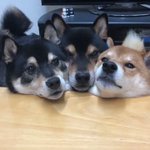 柴犬むぎゅむぎゅwお願いだから間に入れさせてーw