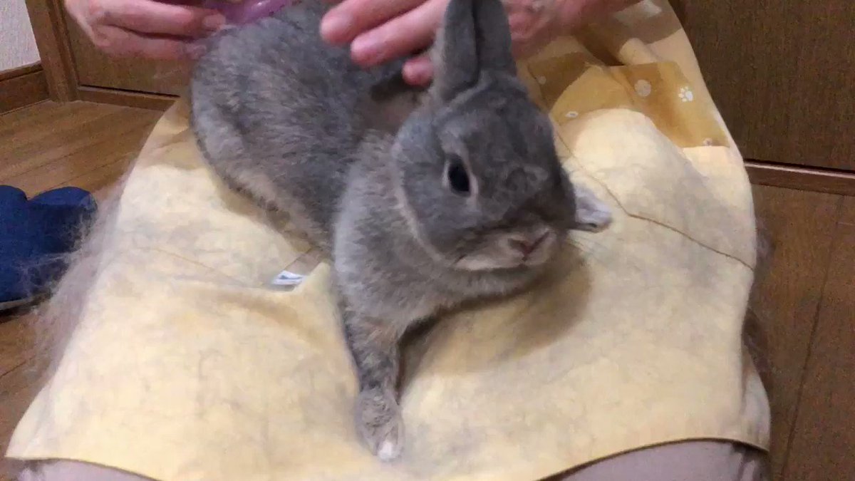 うさぎのブラッシングはいつからしていいの 生き物navi