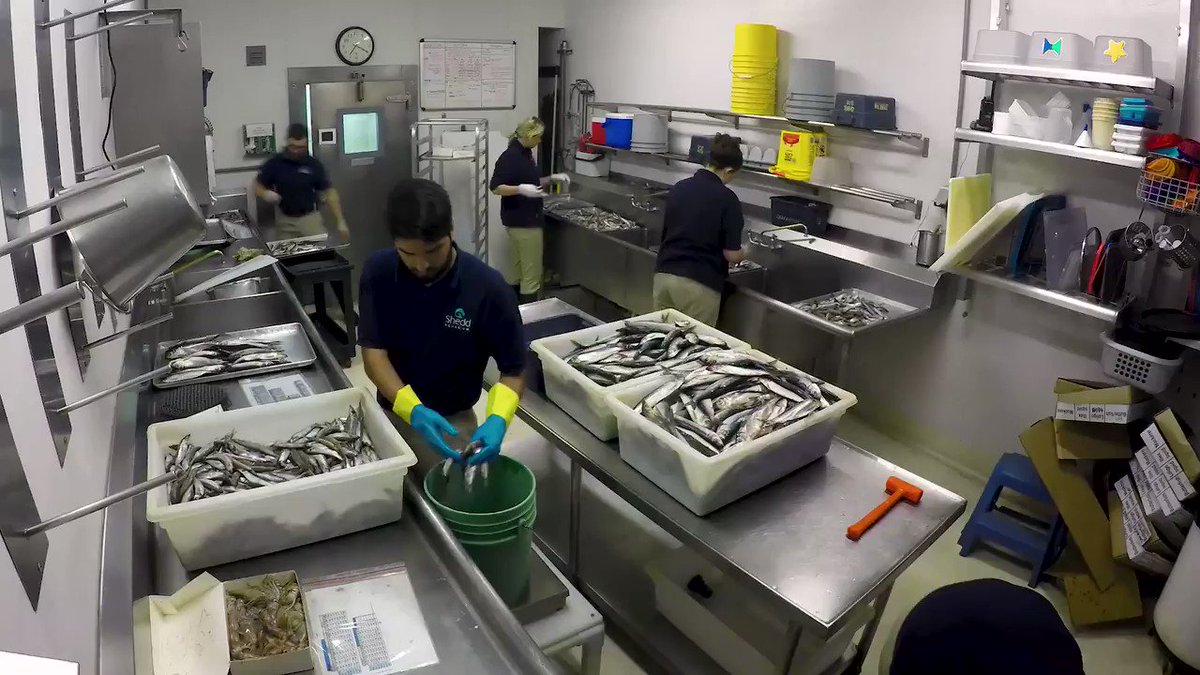 Shedd Aquarium on Twitter "Enjoying TasteofChicago? How about a Taste