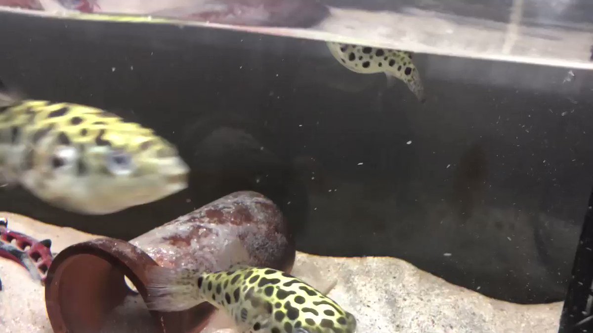 ミドリフグの暴れん坊日記 まとめ速報 Tetraodonfish Twitter