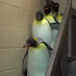 最後に出てくる赤ちゃんペンギン。ラスボス感が半端ない。