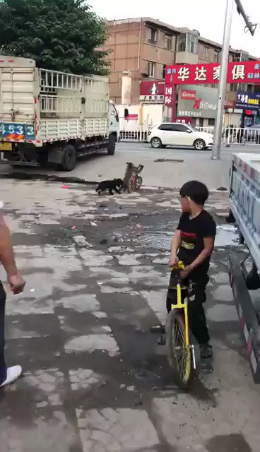 Don't Worry, Its Just A Dog Chasing A Monkey Riding A Bike!