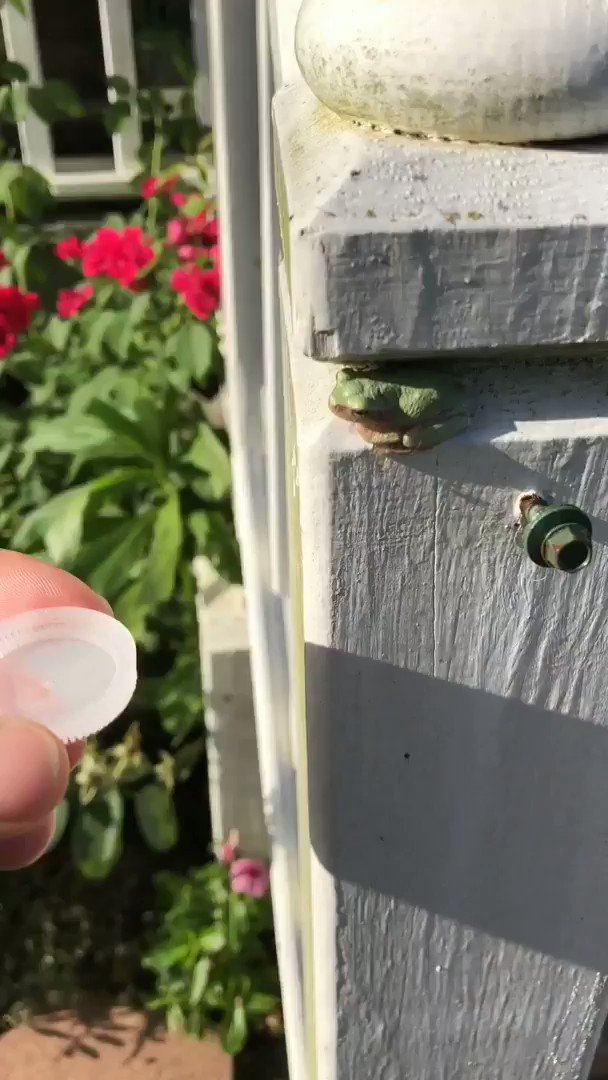 Context: the heat index was 110, so they offered this little guy a drink of water. He had other plans. ๐