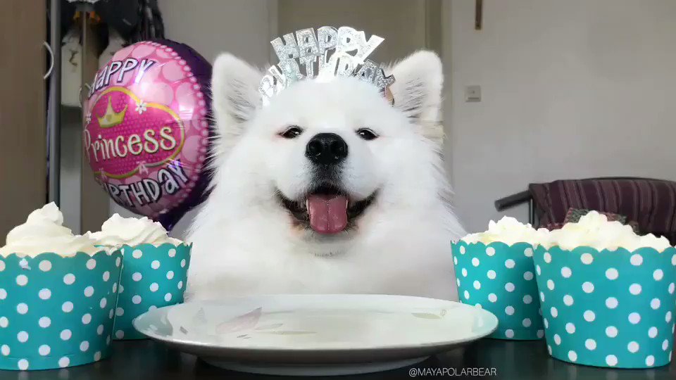 77+ Happy Birthday Samoyed Images