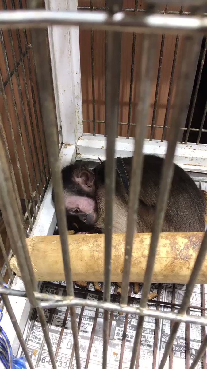 Micky 虐待 ペットショップ モンキー お猿さん これを見て このこはこれから先どうなるんだろう 飼ってくれる方が居たとしても また新たな犠牲者が追加される やはり生態販売のペットショップは要らない T Co V38wumhnz4 Twitter Micky 虐待 ペットショップ モンキー お猿さん これを見て このこはこれから先どうなるんだろう 飼ってくれる方が居たとしても また新たな犠牲者が追加される やはり生態販売のペットショップは要らない T Co V38wumhnz4 Twitter
