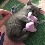 これは自分のと言わんばかりのネコちゃんｗ本気で怒ってんのが伝わってくるｗ