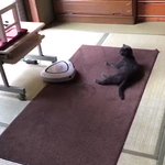 可愛すぎるから猫好き以外の人もぜひ見てｗお掃除ロボットと猫の笑える動画ｗ