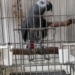 敬語を使う賢すぎるヨウム発見!その動画がこれ!
