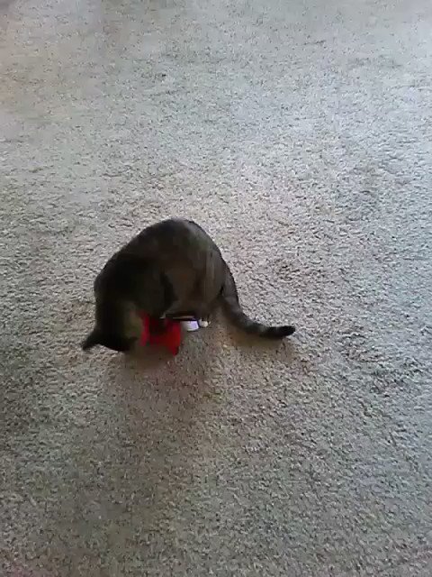 To the person who sent spa goodies to me,  Max has claimed the chibi plushy Wade as his own.  I left<a href="/tag/cutes"class="tags"><span>#cutes</span></a>