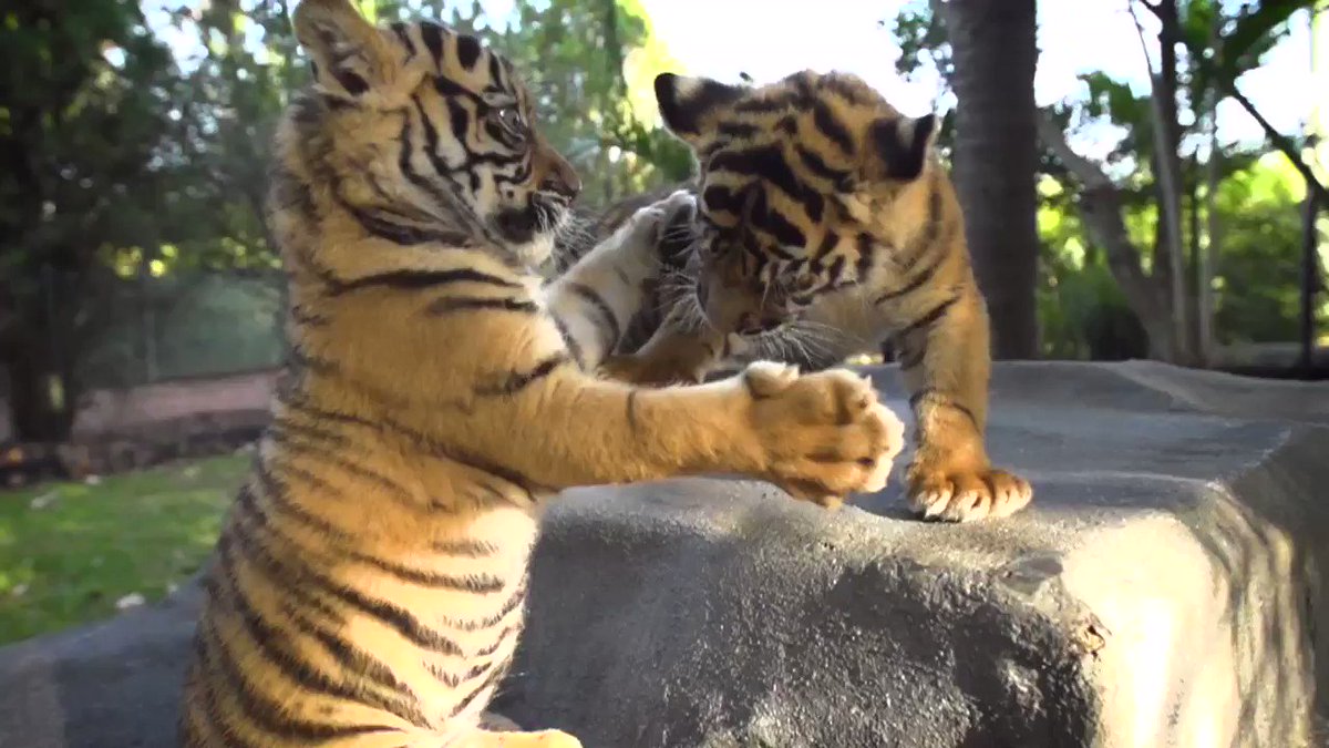 Australia Zoo on Twitter: "Happy #InternationalTigerDay🐯 As apex