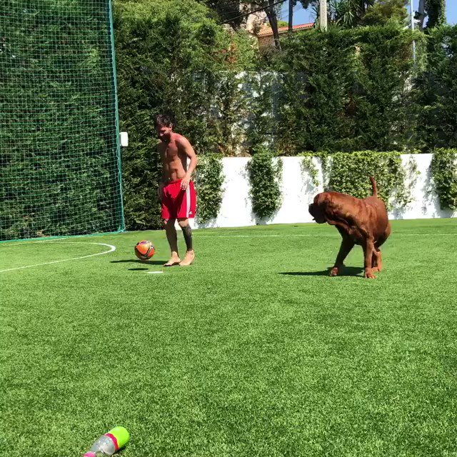 Lionel Messi Hund - Sport Ch Lionel Messi Bordeaux Dogge ...