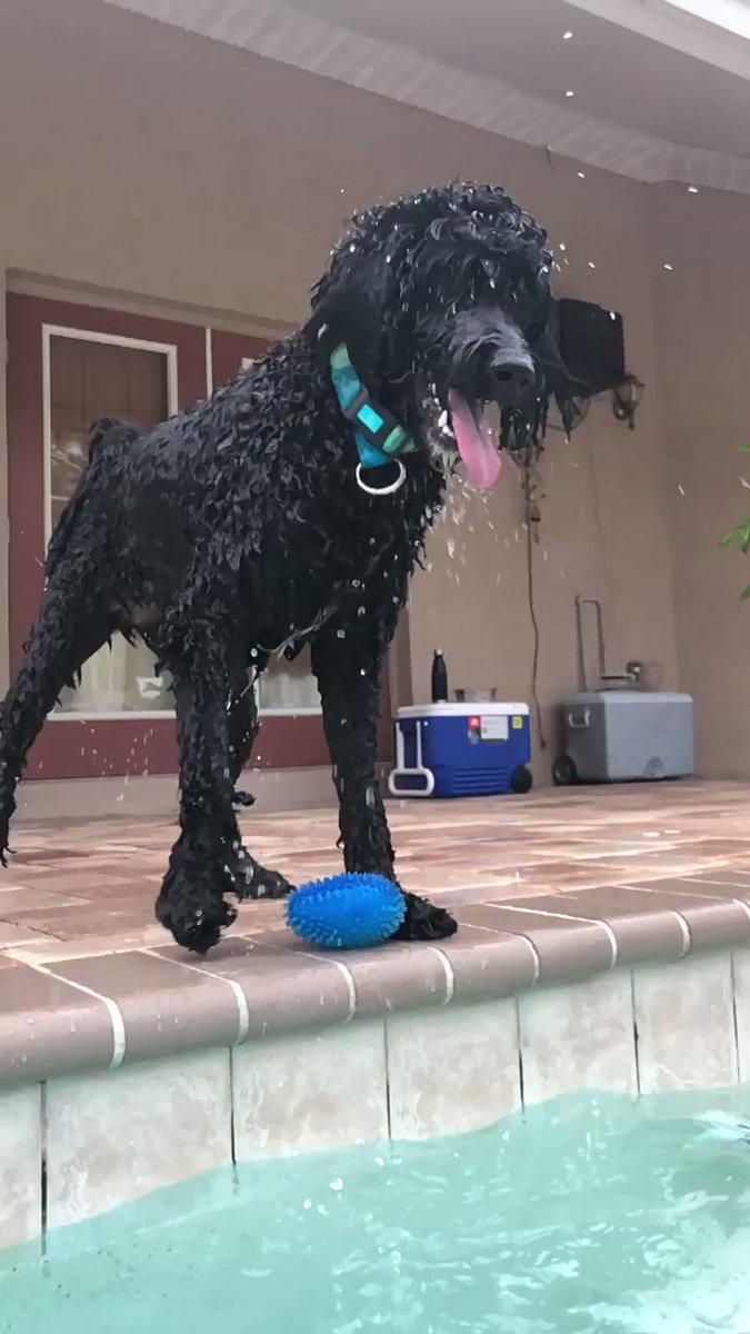 OmarGoshTV on Twitter "My dog Luna makes me so happy! 💦 check out her