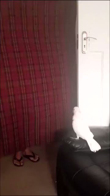 鳥にマジックをみせた結果。消えてしまったご主人に素直で可愛すぎる反応。