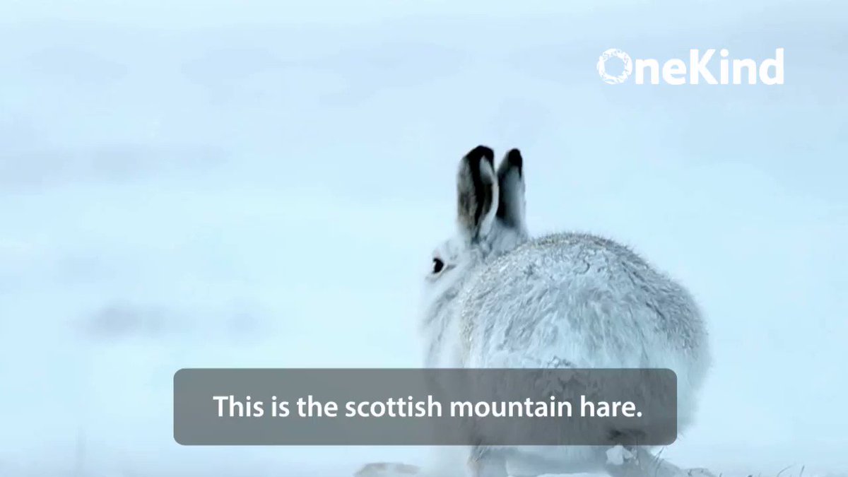 Andy (@ASPaton) on Twitter photo 2018-10-21 21:21:44 Scotlands mountain hare population in Eastern Highlands is at 1% of 1950s level: Meanwhile Mountain Hare culls continue - Why ? @NicolaSturgeon @strathearnrose #PeoplesWalkforWildlife #CullingNoCulling pic via @onekindtweet Scotlands mountain hare population in Eastern Highlands is at 1% of 1950s level: Meanwhile Mountain Hare culls continue - Why ? @NicolaSturgeon @strathearnrose #PeoplesWalkforWildlife #CullingNoCulling pic via @onekindtweet