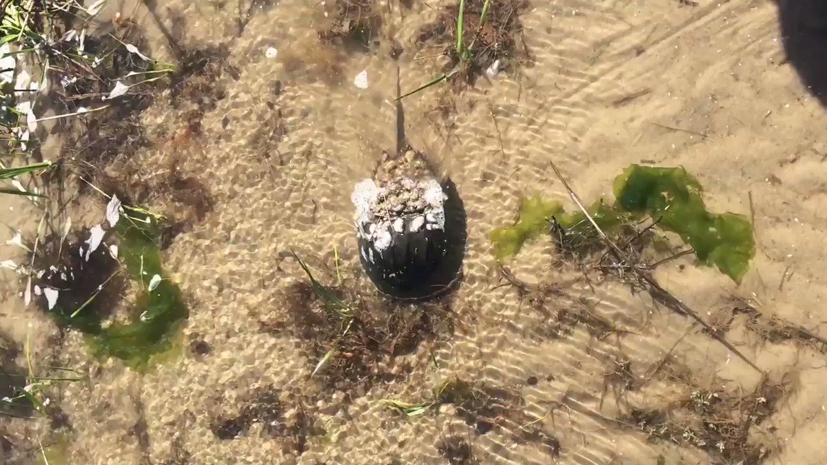 Chincoteague NWR on Twitter "DYK Despite their looks, horseshoe crabs