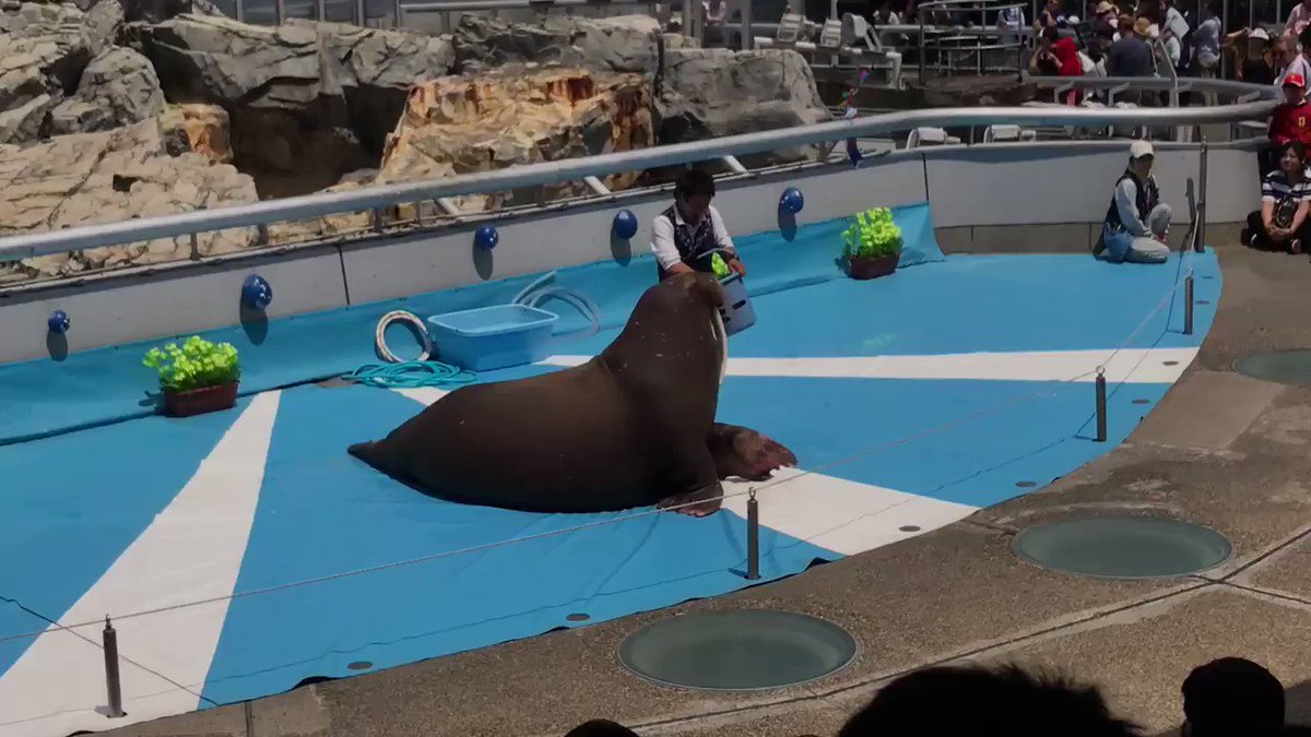ジャガイモのモノマネをするセイウチさんが想像以上にジャガイモすぎる話 セイウチジャガイモ説 これはセイウチ界の陽キャ Togetter