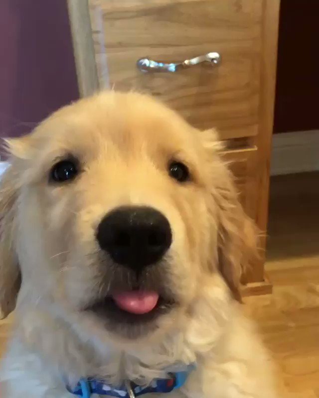 This is Finley. His tongue flutters when he's hungry. 13/10 snackums inbound (IG: goldenboyoakley)