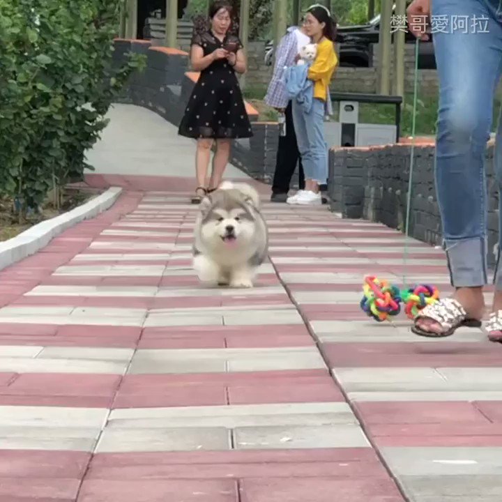 9GAG s video Tweet