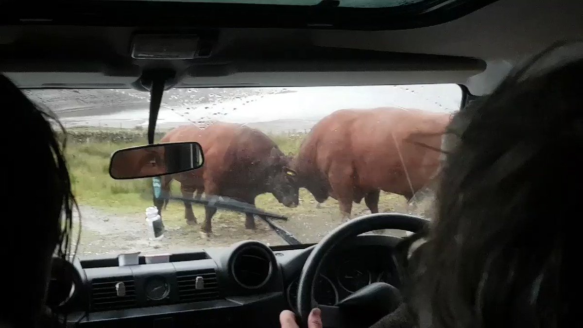 I had a blast yesterday working with the excellent @clanranaldtrust guys & gals doing fights & skirmishes near #Callander. Heading back from location we passed another battle - between two #bulls! #bullfight #scotland #filmmaking ๐๐ฌ๐