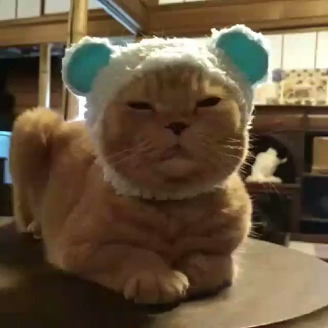 しあわせのあおいねこくまちゃん