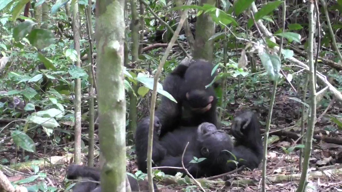 chimps playing airplane :-))