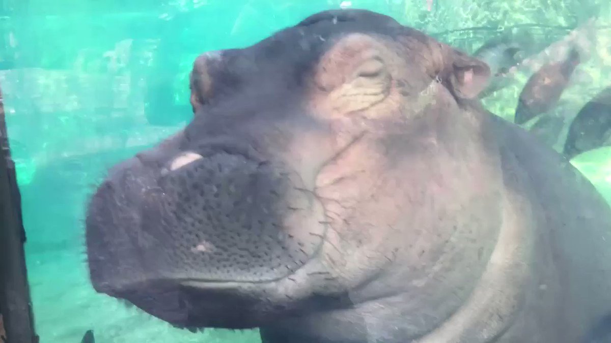 Cincinnati Zoo on Twitter "Fishy kisses! 🐟😘 The tilapia in Hippo Cove