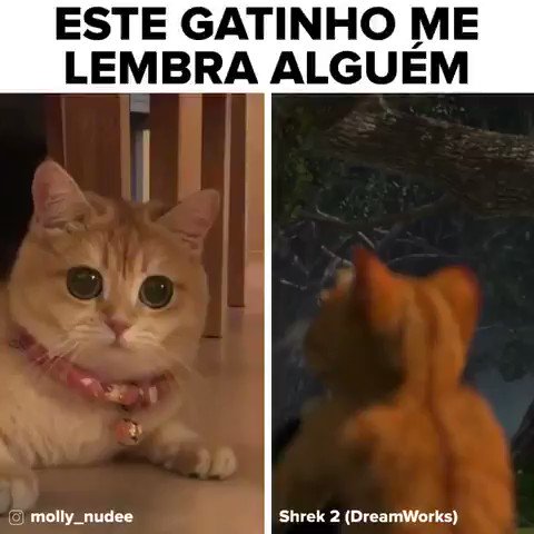 O POVO on X: Encontramos o gato de botas da vida real