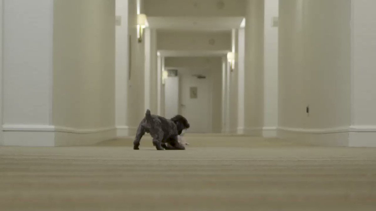 if you’re having a bad day, here’s my dog in slow motion with his favorite toy https://t.co/cxJWXXTptX