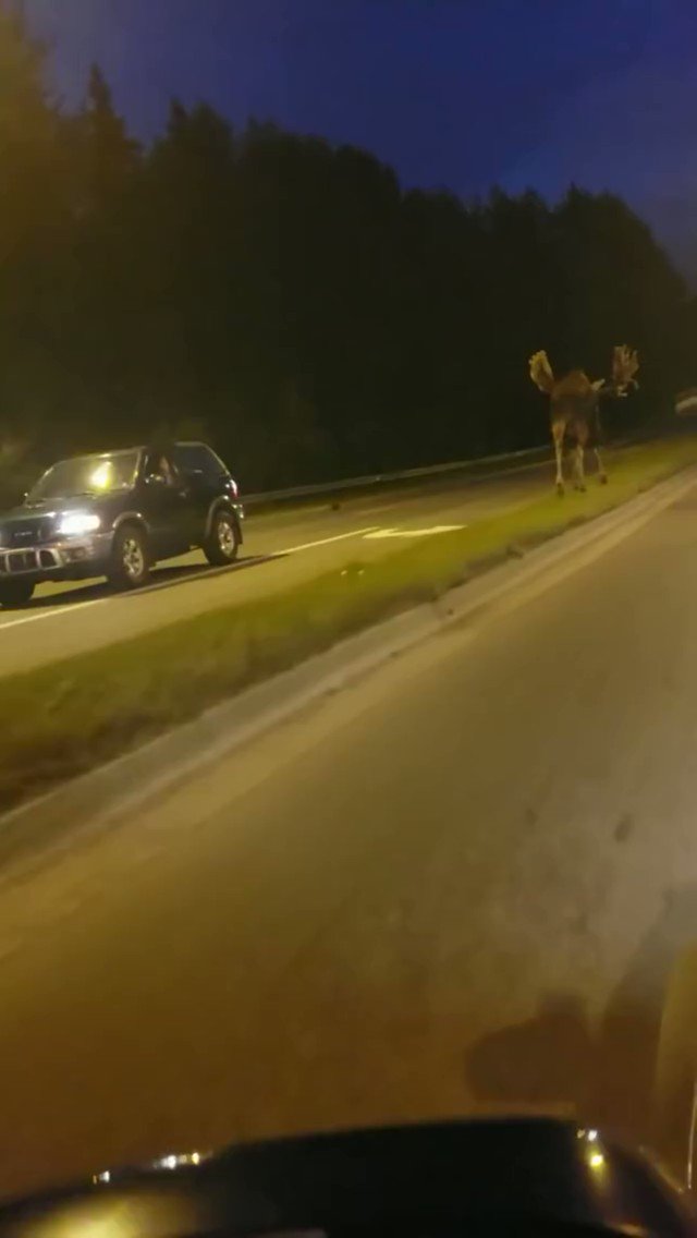 Moose in Alaska
