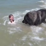女の子が海で溺れている？!助ける賢いわんちゃんですが・・・。