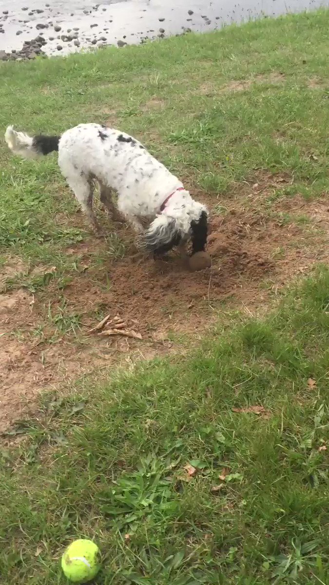 norman smith (@BBCNormanS) on Twitter photo 2018-08-11 16:42:24 You can’t beat digging a hole ... #houndheaven You can’t beat digging a hole ... #houndheaven