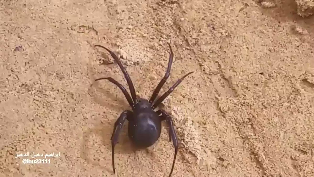 Ibrahim Aldakhil on Twitter: "#صباح_الخير وجدت هذا العنكبوت الأسود بين  الشتلات وعنده شبكة من الخيوط متعلق بها كيس ابيض (كانه بيضه). من يعرف هذا  النوع من العناكب وهل للكيس علاقة به؟ #Saudi_Biodiversity