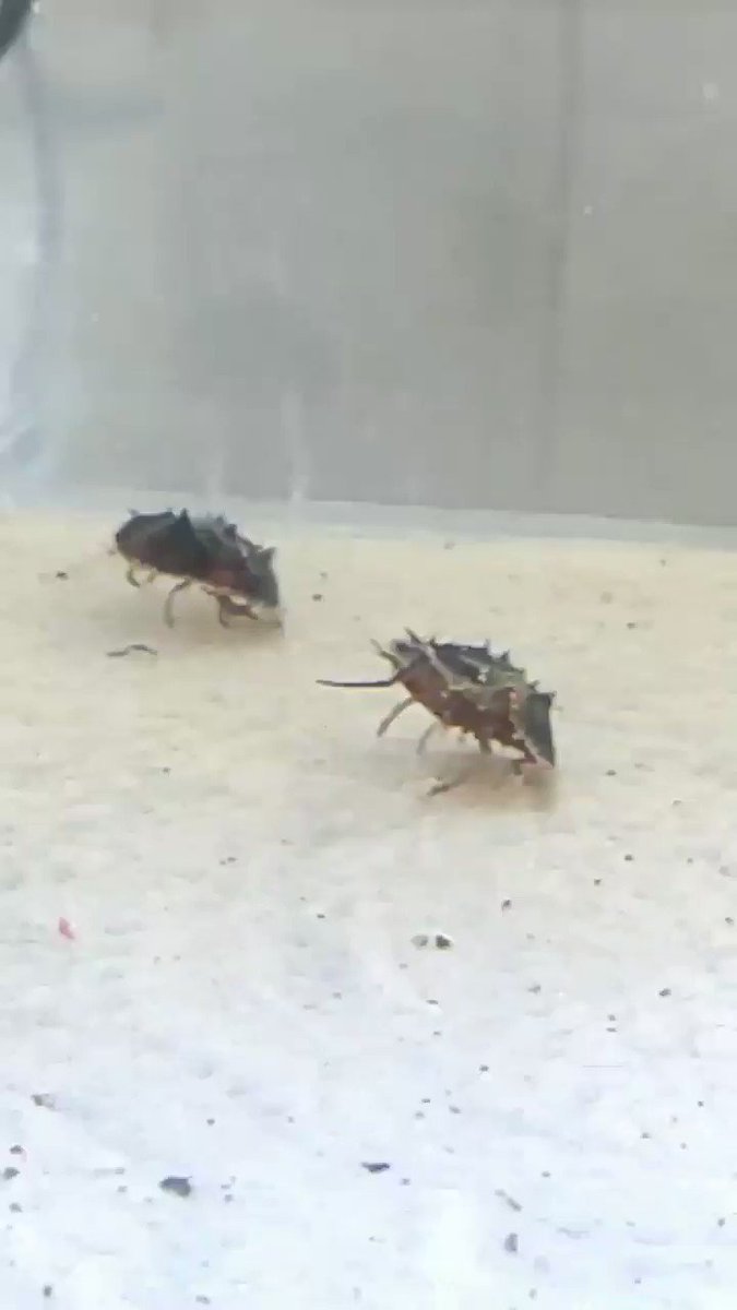 カブトガニ Hotワード カブトガニ Hotワード