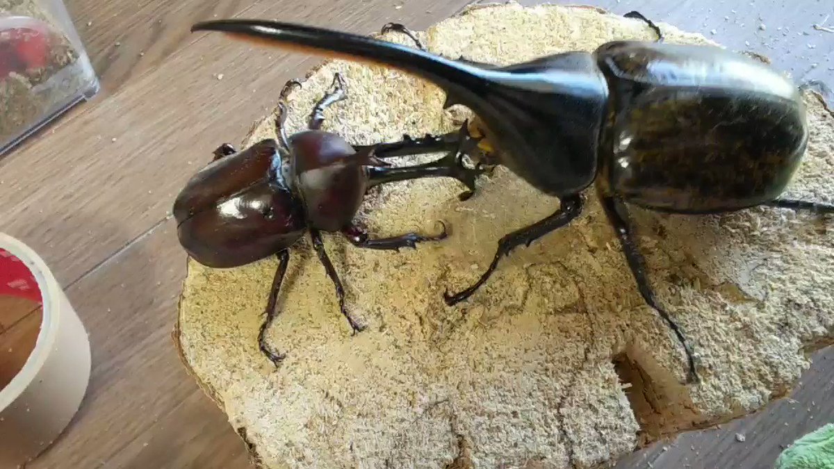 ぶちょー カブトムシ Vs ヘラクレスエクアトリアヌス カブトムシ 我家で最強を誇るエクアトリアヌスに挑戦 ぶちょー カブトムシ Vs ヘラクレスエクアトリアヌス カブトムシ 我家で最強を誇るエクアトリアヌスに挑戦