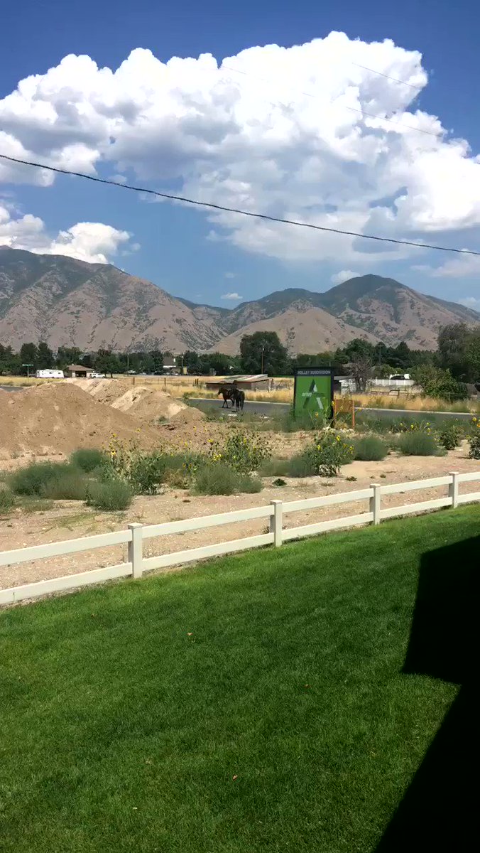 Karl (@karl_ladell) on Twitter photo 17/08/2018 20:49:14 someone’s horses just walked right through my backyard someone’s horses just walked right through my backyard