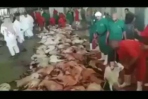 Fuat Ozhan On Twitter Hacilarin Helal Kesim Zannettikleri Kurbanliklarin Gercek Yuzu Turk Haci Adaylari Kutsal Topraklarda Her Yil 100 Bin Kurban Kesiyor Oysaki Topluca Gomulen Bu Kurbanlarla Turkiye De 14